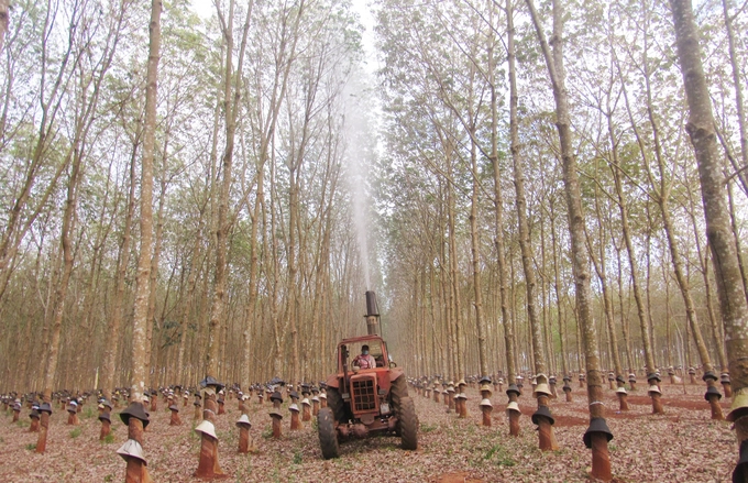 Mùa chống bệnh phấn trắng ở Công ty Cao su Mang Yang